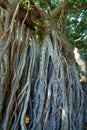 Overgrown vines or roots in a forest. Native wild fig trees in mysterious landscape. Closeup of a Banyan tree in Waikiki