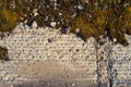 Overgrown vineyard stone texture