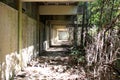 Overgrown walkway at abandoned school site