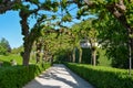 Overgrown walkway in the courtyard garden of the Wuerzburg residence on a sunny day