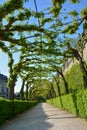 Overgrown walkway in the courtyard garden of the Wuerzburg residence on a sunny day