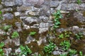 Overgrown wall in old city. Textured masonry overgrown with moss and grass Royalty Free Stock Photo