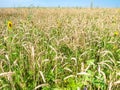 overgrown wheat field with sunflower in summer