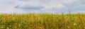 Overgrown with wild flowers and weeds field with a gloomy cloudy sky Royalty Free Stock Photo