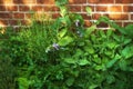 Overgrown wild herb garden against the wall of a red brick house. Various plants in a lush flowerbed. Different green Royalty Free Stock Photo