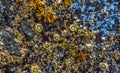 Overgrowth by aquatic organisms Balanus and algae on rocks on the shores of the Pacific Ocean in Olympic National Park,