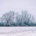 Overgrowth, bushes, trees and meadow in snow and magical frost