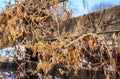 Overgrowth on a Snowy Farm