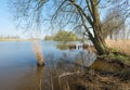 Overhanging branches and reeds in springtime Royalty Free Stock Photo