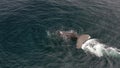 A large fin whale slowly submerging underwater