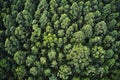 Overhead aerial shot of a thick forest with beautiful trees and greenery Royalty Free Stock Photo