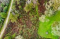 Overhead aerial view of beautful forest in New Zealand Royalty Free Stock Photo