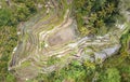 Overhead Aerial View of Tegallalang Rice Terrace. Ubud Bali - Indonesia Royalty Free Stock Photo