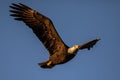 Overhead American Bald Eagle Flyby Royalty Free Stock Photo