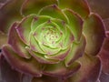 Overhead Close Up of a Hen and Chickens or Sempervivum Succulent Plant