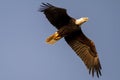 an American Bald eagle gliding in sky