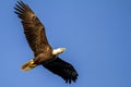 an American Bald eagle gliding in sky