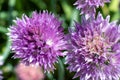 Close-up of the delicate purple edible flowers of the chive plant.