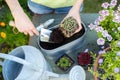 Overhead Close Up Of Woman Gardening At Home Planting Succulent Plants In Metal Planter Outdoors