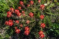 Overhead Closeup of a Cluster of Bright Orange Indian Paintbrush Wildflowers