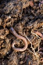 Overhead Closeup of an Earthworm on Soil Royalty Free Stock Photo