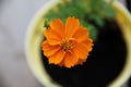 Overhead closeup shot of a blooming orange common marigold in a flower pot Royalty Free Stock Photo