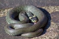 Overhead closeup shot of a dark grey snake - perfect for background