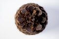 Overhead closeup shot of a pinecone with a blurred background Royalty Free Stock Photo