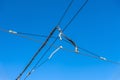 Overhead contact system on the new tram line Strasbourg - Kehl, France Royalty Free Stock Photo