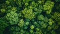 Overhead dense tropical forest canopy. Nature and wilderness concept Royalty Free Stock Photo