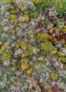 overhead drone aerial view of a deciduous forest in fall