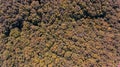 Overhead drone shot of a autumn forest canopy. Royalty Free Stock Photo