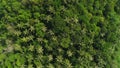 Overhead drone shot of tops of palm trees and turquoise sea water in Ko Pu island in Phuket, Thailand. Abstract texture, place for