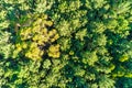 overhead drone top view of a dense forest in summertime Royalty Free Stock Photo