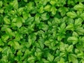 Overhead image of fresh Green Leaf Background with Multiple Leaves. Nature spring season. Leaf texture background