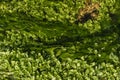 Overhead image of a small stream of crystal clear running water full of vegetation Royalty Free Stock Photo