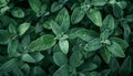 Overhead perspective of a fresh sage plant Royalty Free Stock Photo