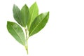 An overhead photo of bay leaves, green laurel twig and two leaves. Place for text, copyspace. Bay branch isolated on white. Royalty Free Stock Photo