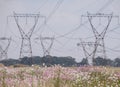 Overhead power lines above a field of spring flowers in Kwazulu Natal, South Africa. Royalty Free Stock Photo