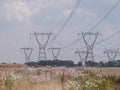 Overhead power lines above a field of spring flowers in Kwazulu Natal, South Africa. Royalty Free Stock Photo