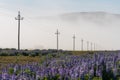Overhead powerline with Blue Alaskan lupins, Iceland Royalty Free Stock Photo