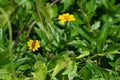 Overhead rear view of a wild honeybee sucking nectar from a yellow wildflower in Thailand