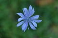 Overhead shallow focus shot of a blooming light blue chicory flower Royalty Free Stock Photo