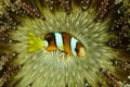 Overhead shot of a beautiful clownfish in a green sea anemone