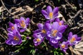 Overhead shot of blooming purple crocus flowers on a meadow in spring with sun beams Royalty Free Stock Photo