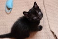 Overhead shot of a cute black kitten sitting on beige textile at home