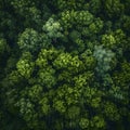 Overhead shot of a dense, vibrant green forest canopy from above Royalty Free Stock Photo