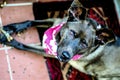 Dog Wearing Bandana Chewing a Stick Royalty Free Stock Photo