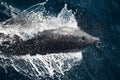 Overhead shot of a dolphin jumping out of the water with the blowhole exposed Royalty Free Stock Photo