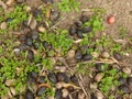 Overhead shot of dried suicide tree fruits on the ground